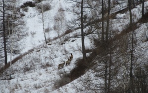 Проведение зимних учётов животных по их следам в Тигирекском заповеднике в 2022 году